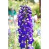 Саженец дельфиниума Волшебные фонтаны: фото и описание