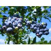 Саженец голубики Блю Рей (Blue Ray): фото и описание