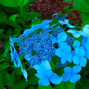 Гортензия Блю Бёрд (Blue Bird) (крупнолистная)