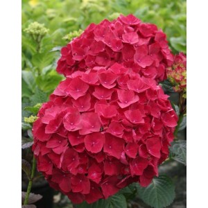 Гортензия Ред Вондер (Red Wonder) (крупнолистная)