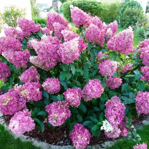 Гортензия Сандей Фрайз (Sundae Fraise) (метельчатая)