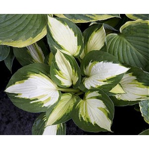 Хоста Колор Фестиваль (Color Festival)