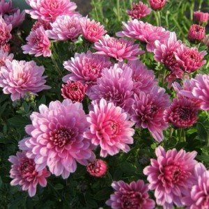 Хризантема Бранроуз (Branrouse) (Мультифлора/Сиреневая)