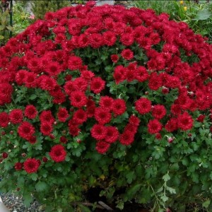 Хризантема Бранройал (Branroyal) (Мультифлора/Бордовая)