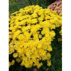 Хризантема Бранкроун №11 (Brancrown №11) Мультифлора/жёлтая