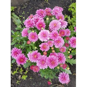 Хризантема Натали Пурпур (Nathalie purpur) — мультифлора/сиреневая