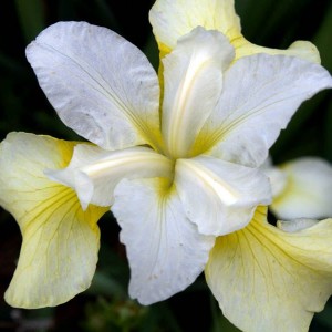 Ирис сибирский Баттер Энд Шугар (Butter and Sugar)