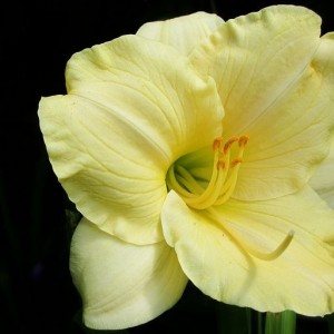 Лилейник Лонгфилдс Пёрл (Longfields Pearl)