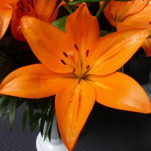 Лилия Кантелло (Cantello)