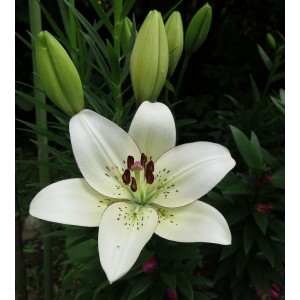 Лилия Айлайнер (Eyeliner) ЛА-гибрид