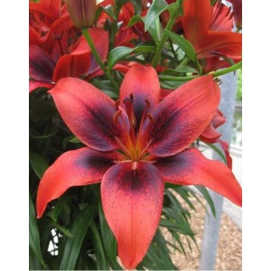 Лилия Лондон Харт (London Heart)