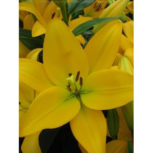 Лилия Палмс Плейс (Palms Place) (Ладошка) ЛА-гибрид