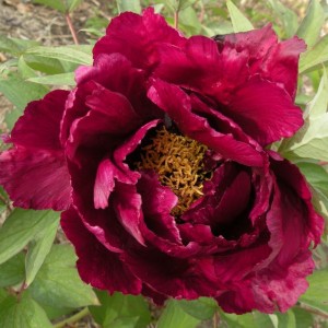 Пион древовидный Даркест Джейд (Darkest Jade)