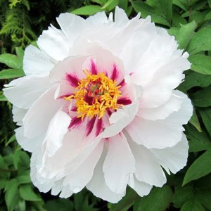 Output: Пион древовидный Фейри Мун (Fairy Moon) - Б