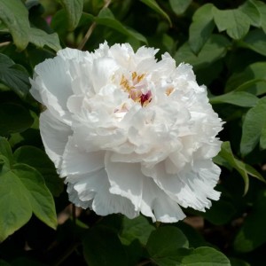 Пион древовидный Фрэгрант Джейд (Fragrant Jade)