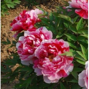 Пион древовидный Шиманишики (Shimanishiki) - Б/К