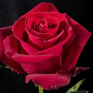 Роза Форевер Янг (Forever Young)