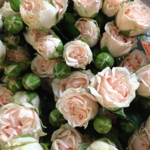 Роза Романтик Пепита (Romantic Pepita) (спрей)