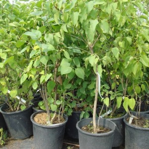 Сирень амурская