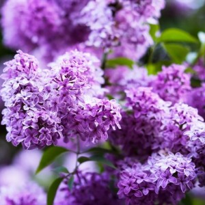 Сирень обыкновенная Сенсация