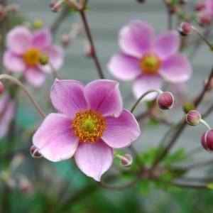 Анемона японская Септембер Чарм (September Charm) - К