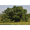 Саженец дуба Крупнопыльниковый от 150 см: фото и описание