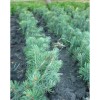 Саженец Ели Голубая Мисти Блу (Misty Blue) до 20 см: фото и описание