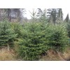 Саженец Ели Сибирская 60-100 см: фото и описание