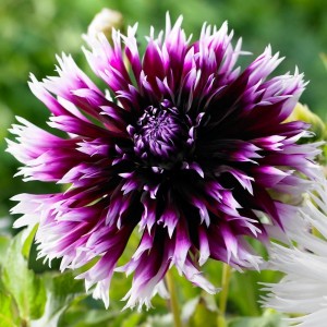 Георгин Алауна Клер-Обскур (Alauna Clair Obscure)