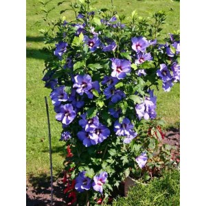 Гибискус Блю Бёрд (Blue Bird)