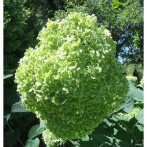Гортензия Лайм Рики (Lime Rickey) (древовидная)