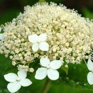 Гортензия Уайт Доум (White Dome) / Белый купол (древовидная)