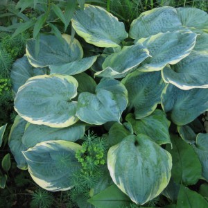 Хоста Пизаз (Pizzazz)