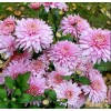 Саженец Хризантемы Розовый фламинго: фото и описание