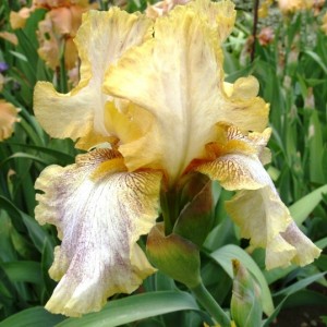 Ирис Депеш Мод (Depeshe Mode)