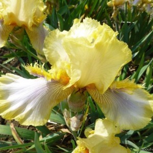 Ирис Херитидж Лейс (Heritage Lace)