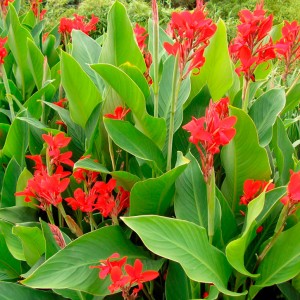 Канны Президент