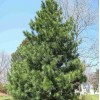 Саженец кедра Корейский 100-150 см: фото и описание