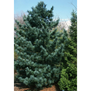 Кедр Корейский от 150 см