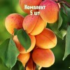 Саженцы Абрикоса Рекламный - 5 шт.: фото и описание