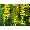 Саженцы акации (Карагана) Уссурийская (Ussuriensis) - 5 шт.: фото и описание