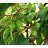 Саженцы актинидии женский Оригинальная - 5 шт.: фото и описание