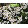 Саженцы астры Альба (Alba) - 5 шт.: фото и описание