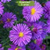 Саженцы астры Прайд оф Колвол (Pride of Colwall) - 5 шт.: фото и описание