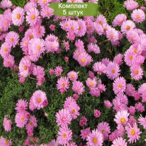 Комплект 5шт / Астра Розовый осенний привет