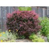 Саженцы барбариса Атропурпуреа (Atropurpurea) - 5 шт.: фото и описание