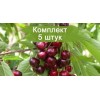 Саженцы черешни Одринка - 5 шт.: фото и описание