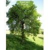 Саженцы дуба Черешчатый от 150 см - 5 шт.: фото и описание