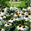 Саженцы эхинацеи пурпурной Вайт Свон (White Swan) - 5 шт.: фото и описание