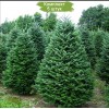 Саженцы Ели Сибирская 1.5 метра - 5 шт.: фото и описание